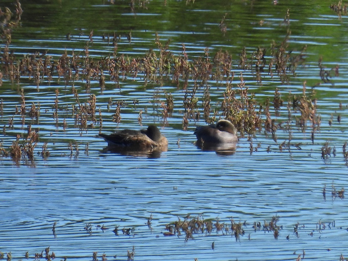 American Wigeon - ML648743688