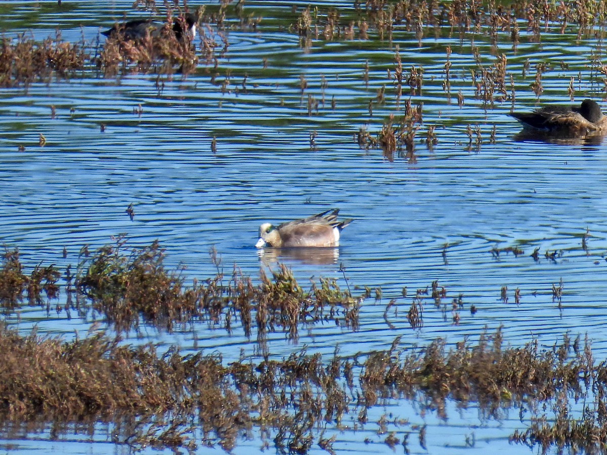 American Wigeon - ML648743689