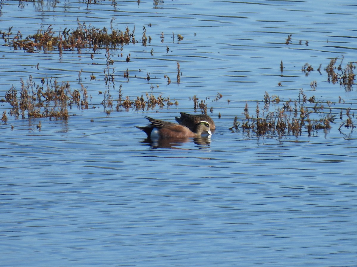 American Wigeon - ML648743690