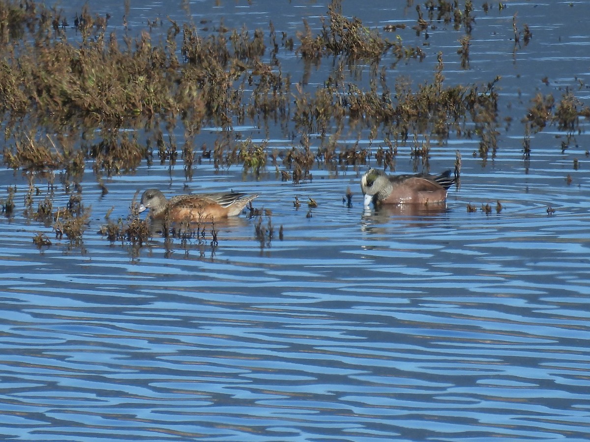 American Wigeon - ML648743692