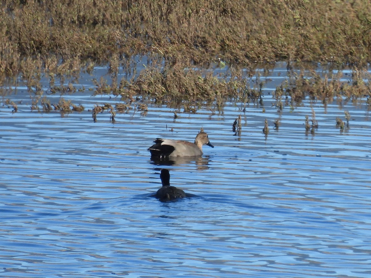 Gadwall - ML648743699