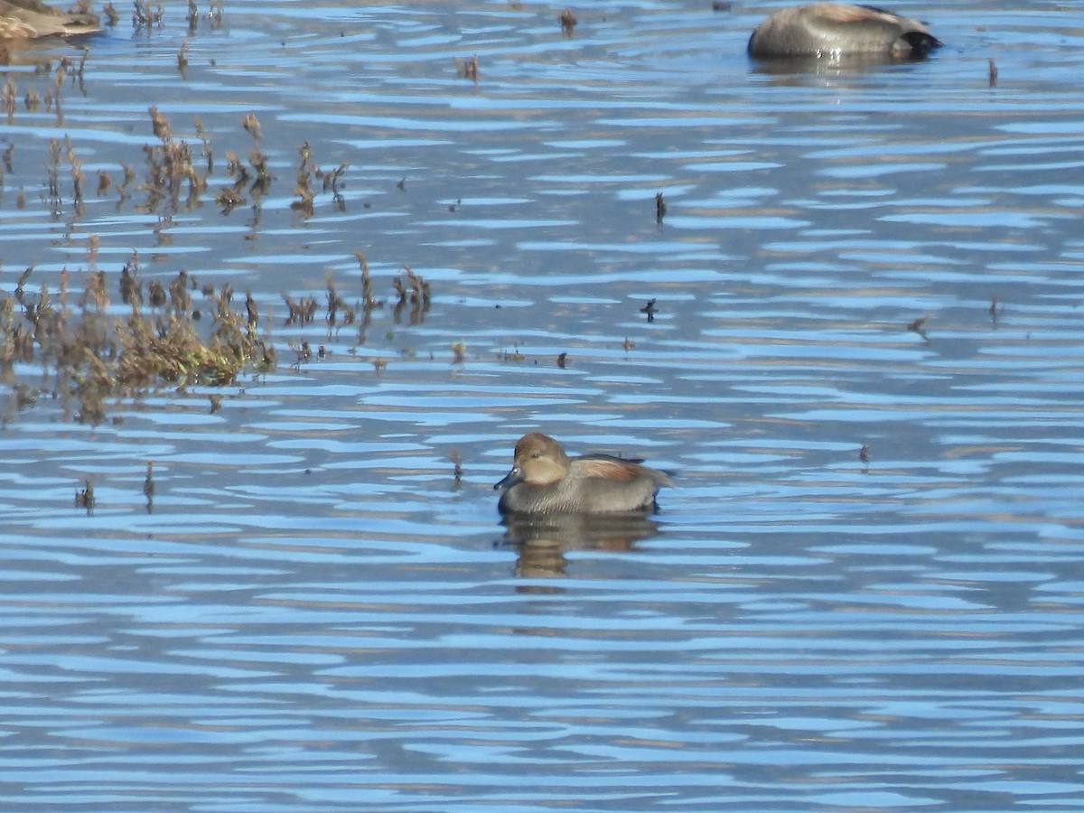 Gadwall - ML648743701