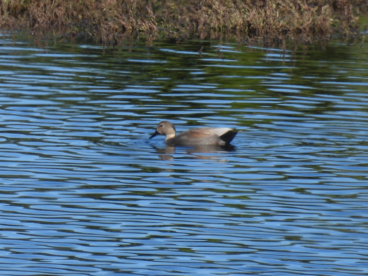 Gadwall - ML648743704