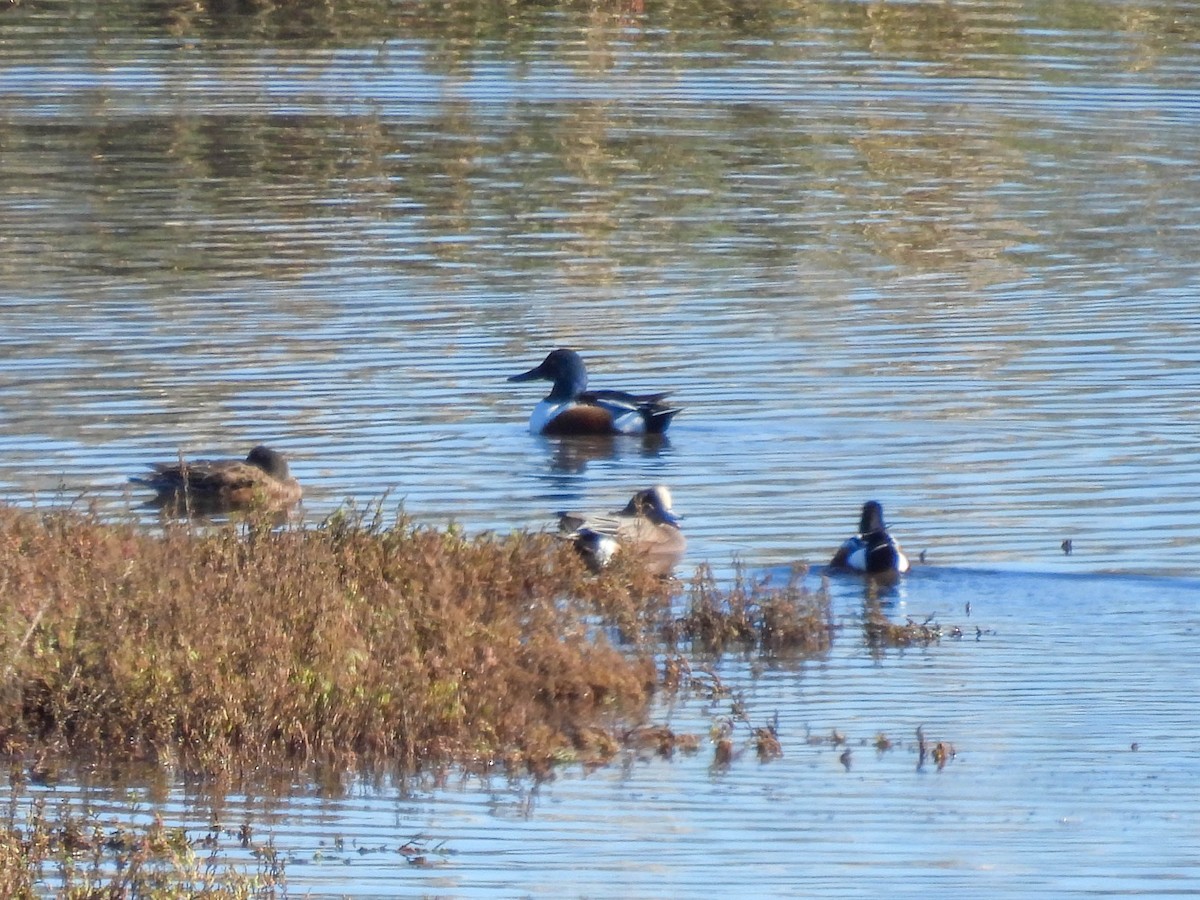 Northern Shoveler - ML648743705
