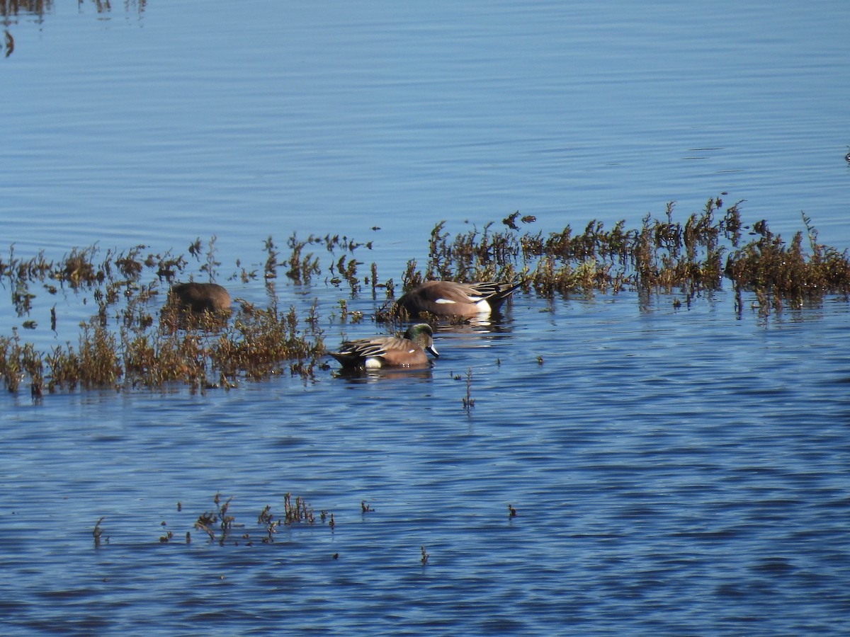 American Wigeon - ML648743708