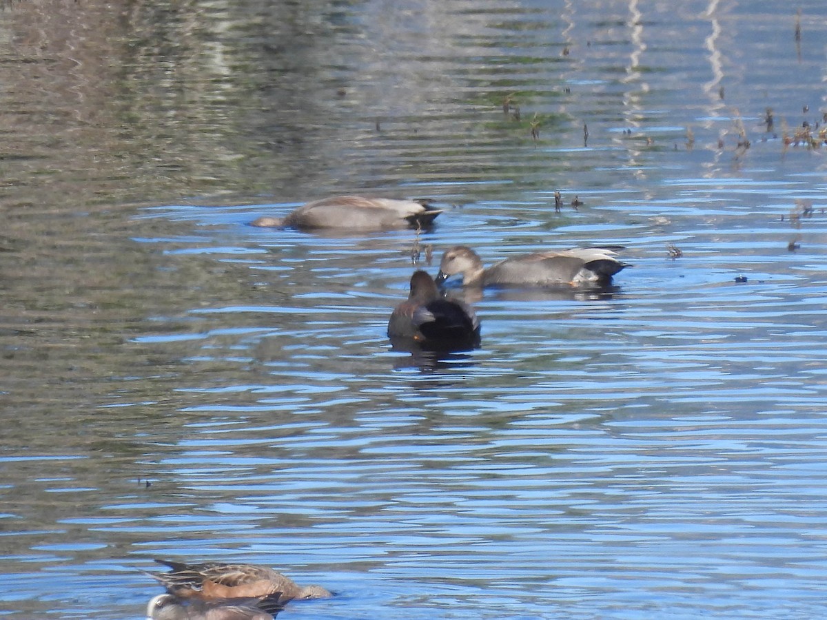 Gadwall - ML648743713