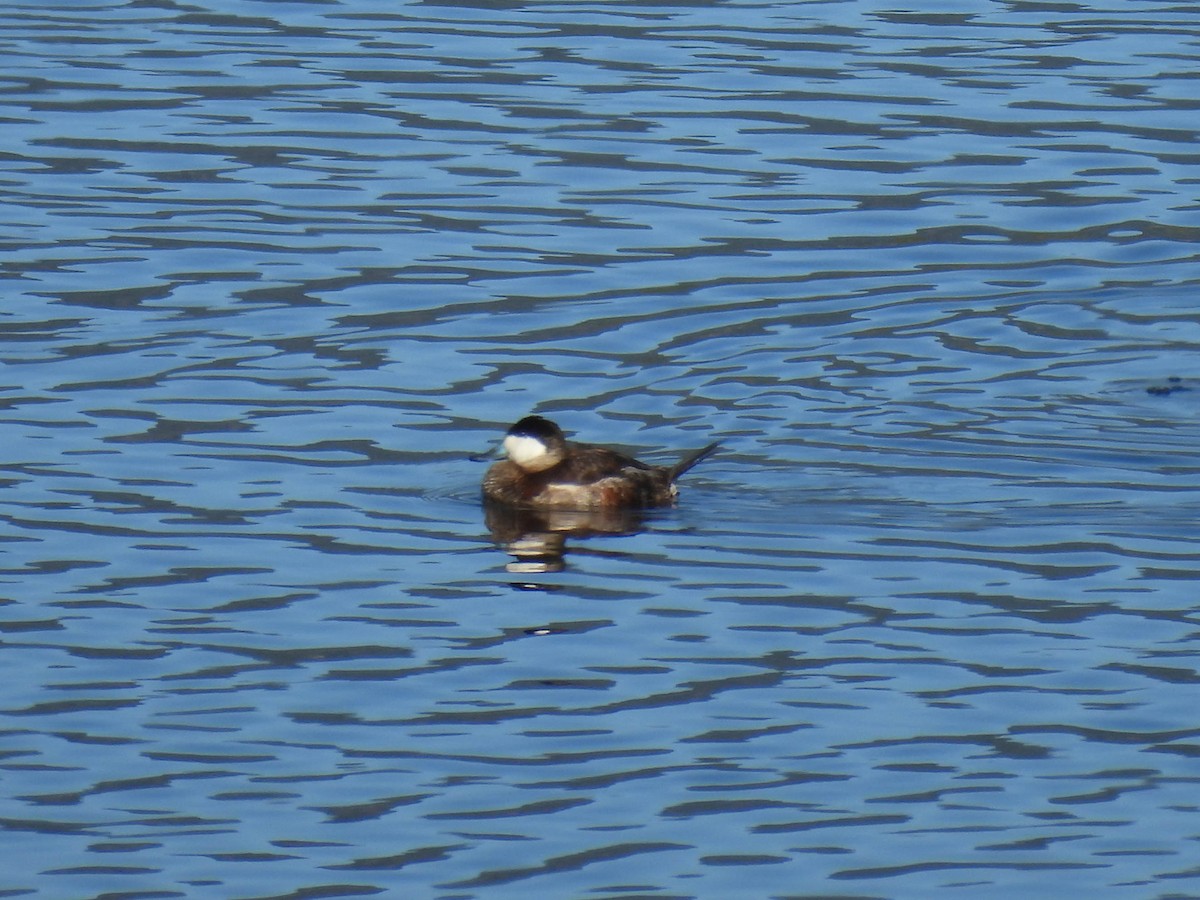 Ruddy Duck - ML648743716