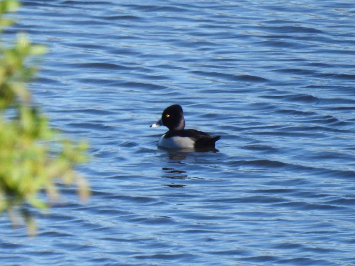 Ring-necked Duck - ML648743717