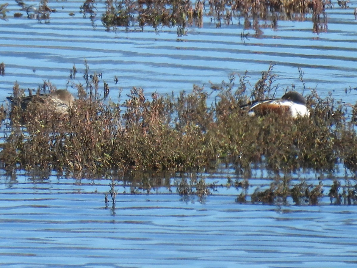 Northern Shoveler - ML648743720