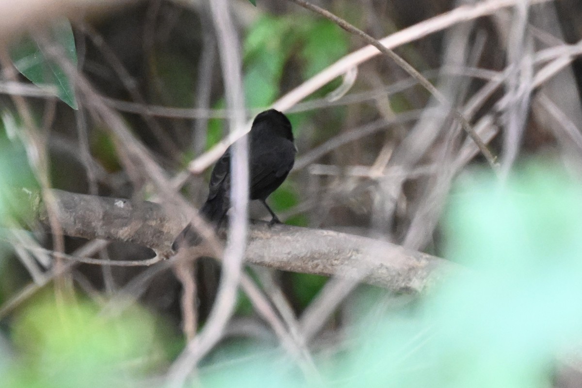 Riverside Tyrant - ML648743721