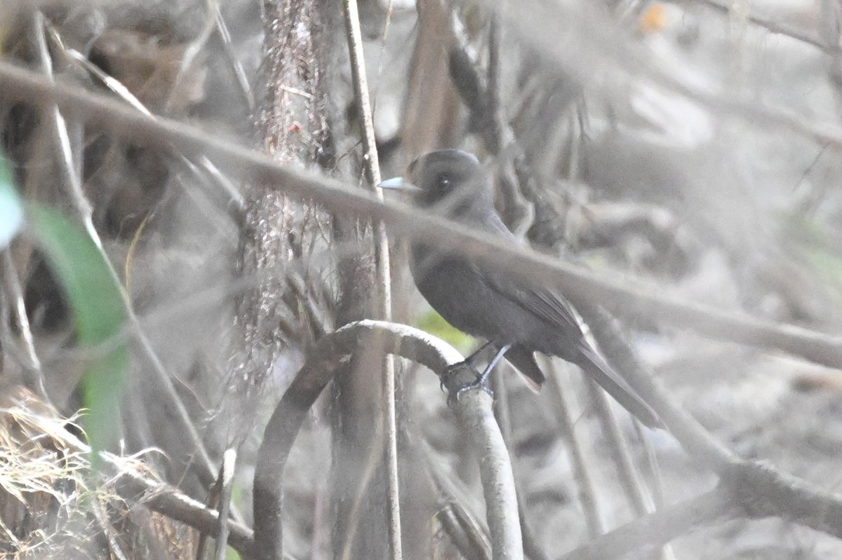 Riverside Tyrant - ML648743722