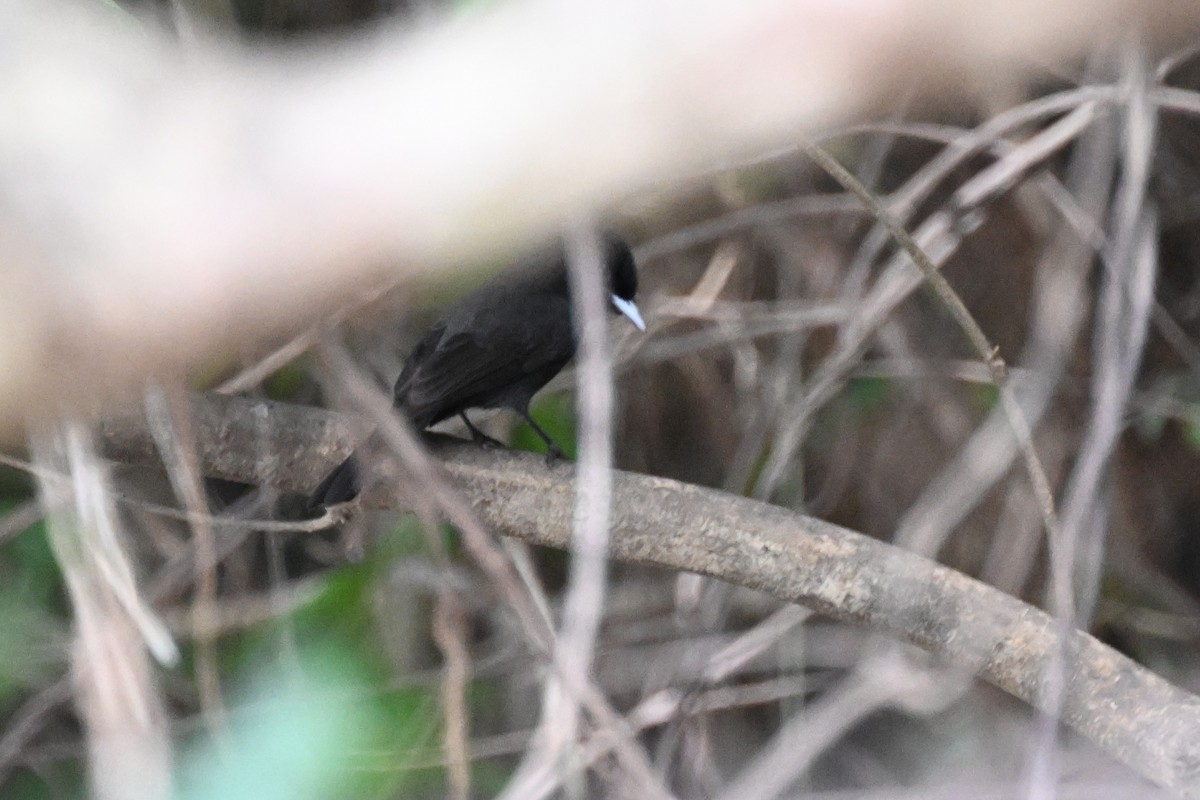 Riverside Tyrant - ML648743723