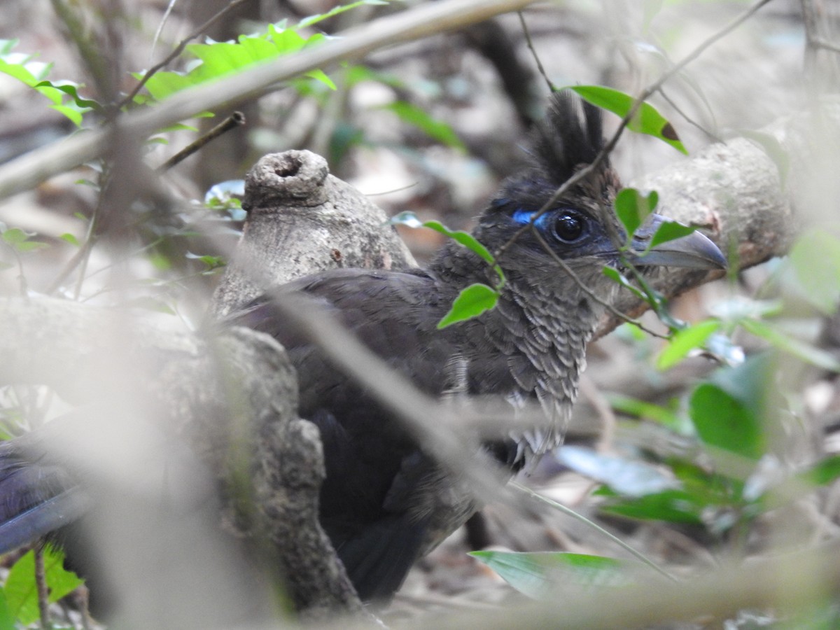 Cuco Hormiguero Ventrirrufo - ML648744010