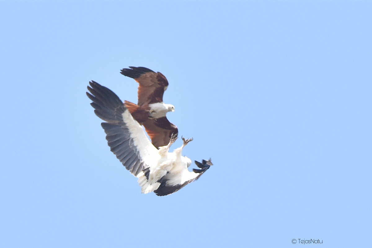 White-bellied Sea-Eagle - ML648744478
