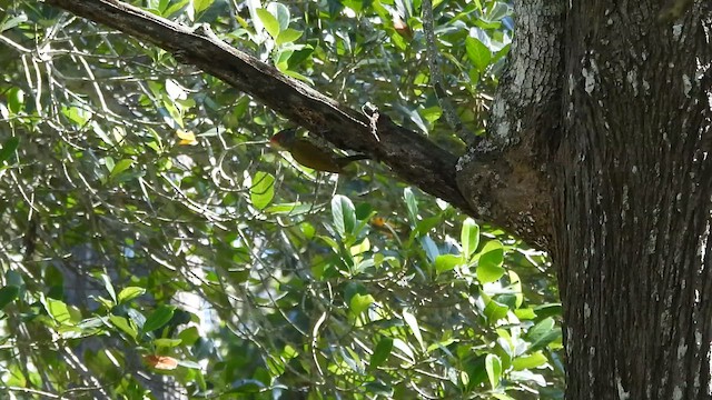 Küçük Sarıense - ML648744485