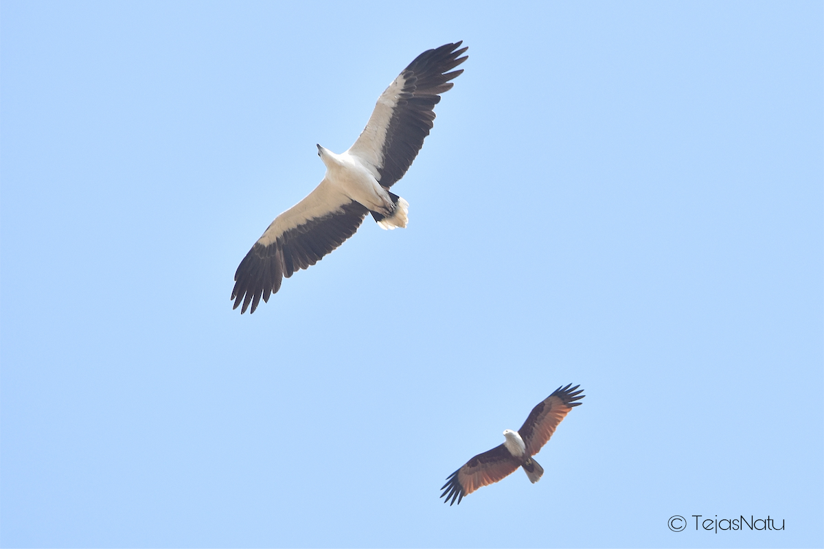 White-bellied Sea-Eagle - ML648744533