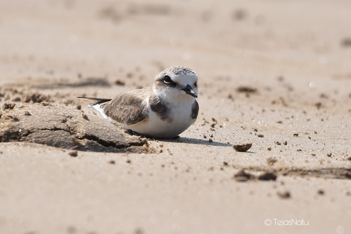 Kentish Plover - ML648744539