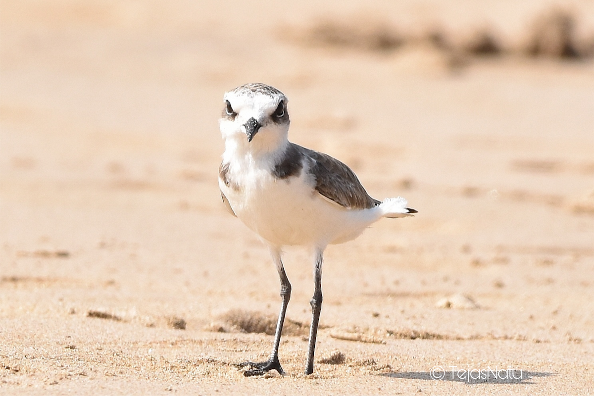 Kentish Plover - ML648744541