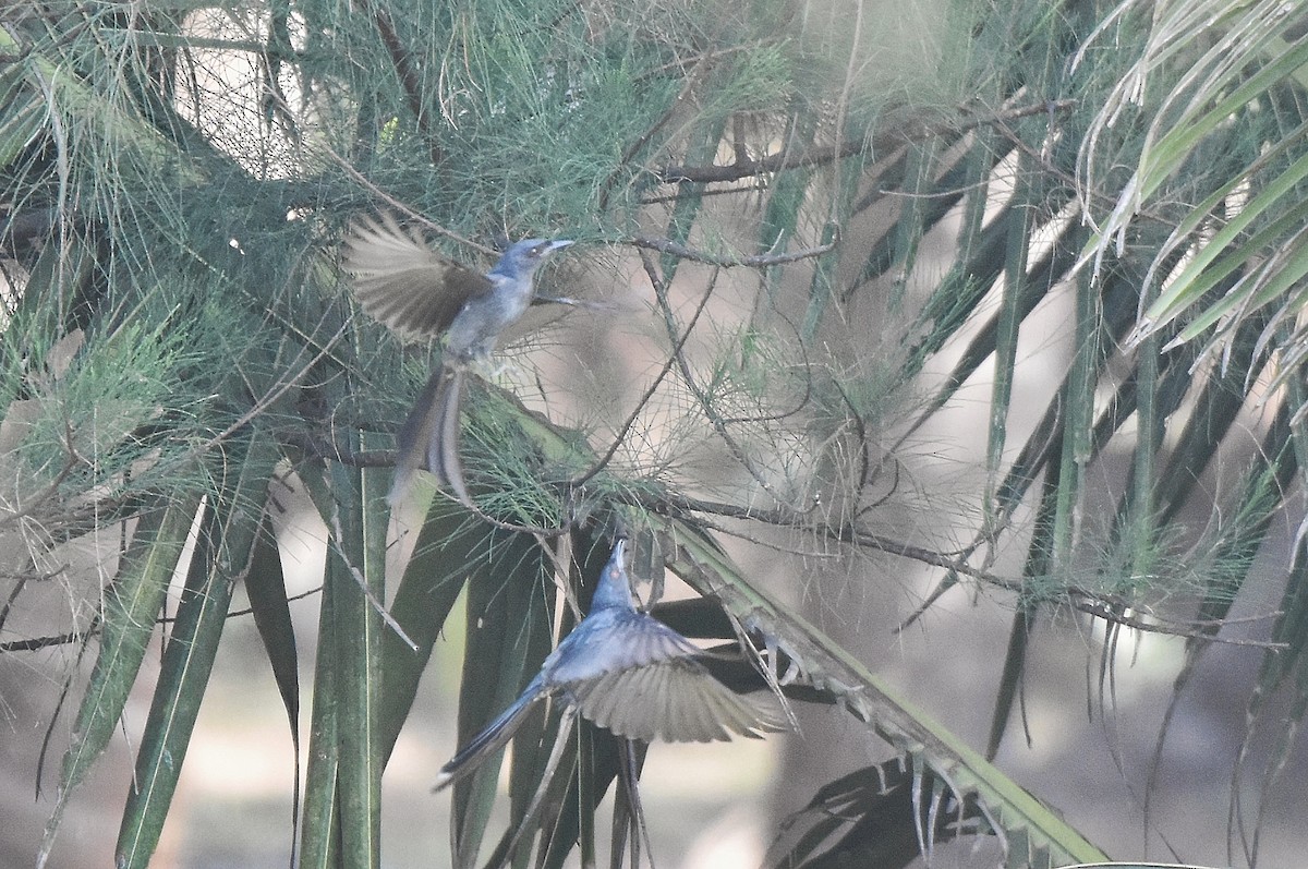 Ashy Drongo - ML648744560