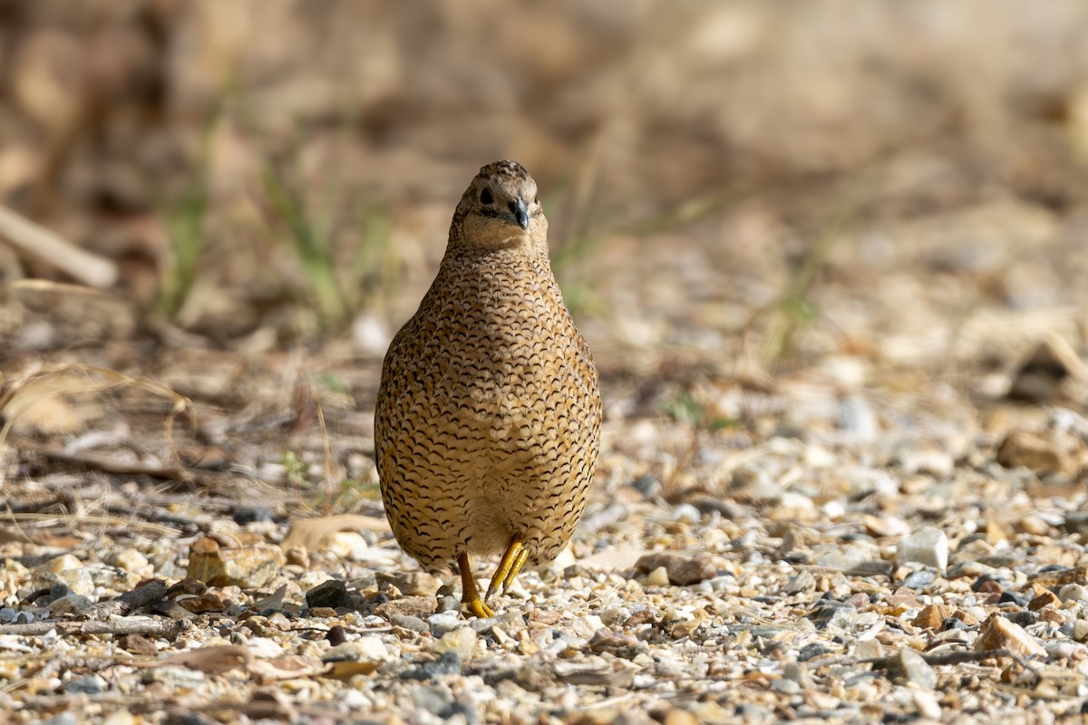 Codorniz de Tasmania - ML648744644