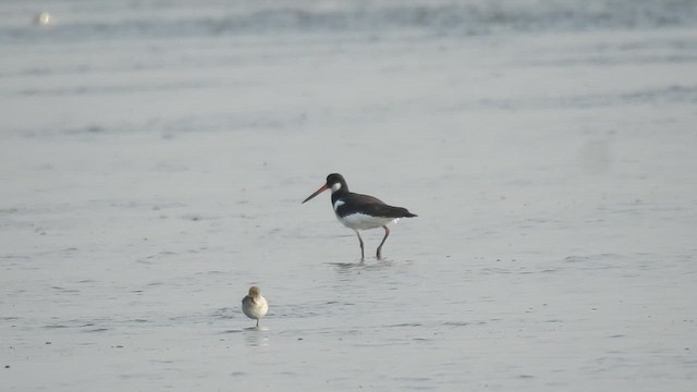 Eurasian Oystercatcher - ML648745153