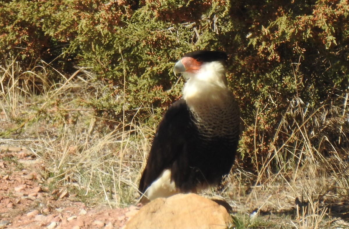 karančo jižní - ML648745469