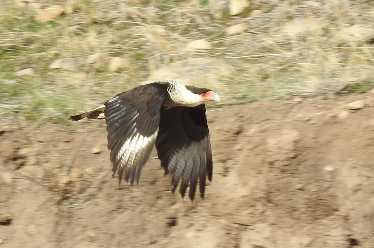 karančo jižní - ML648745470