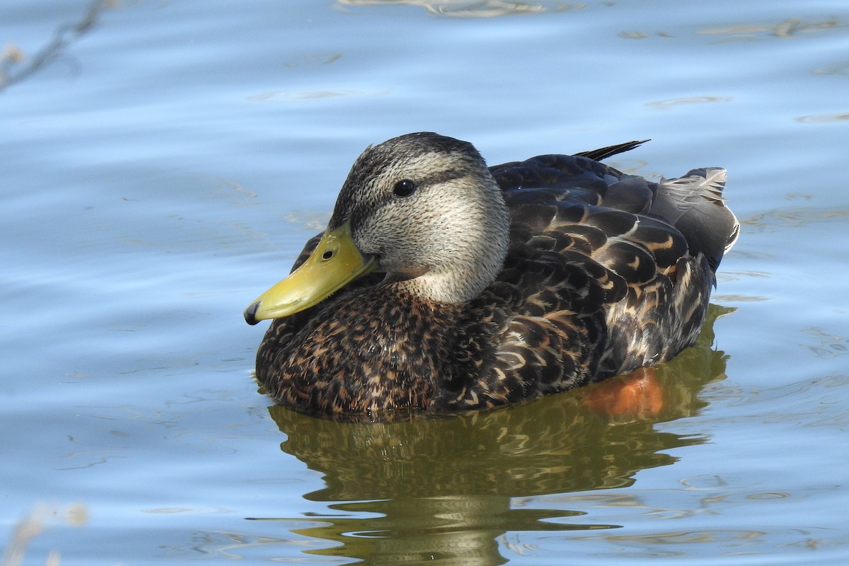 kachna mexická - ML648745492