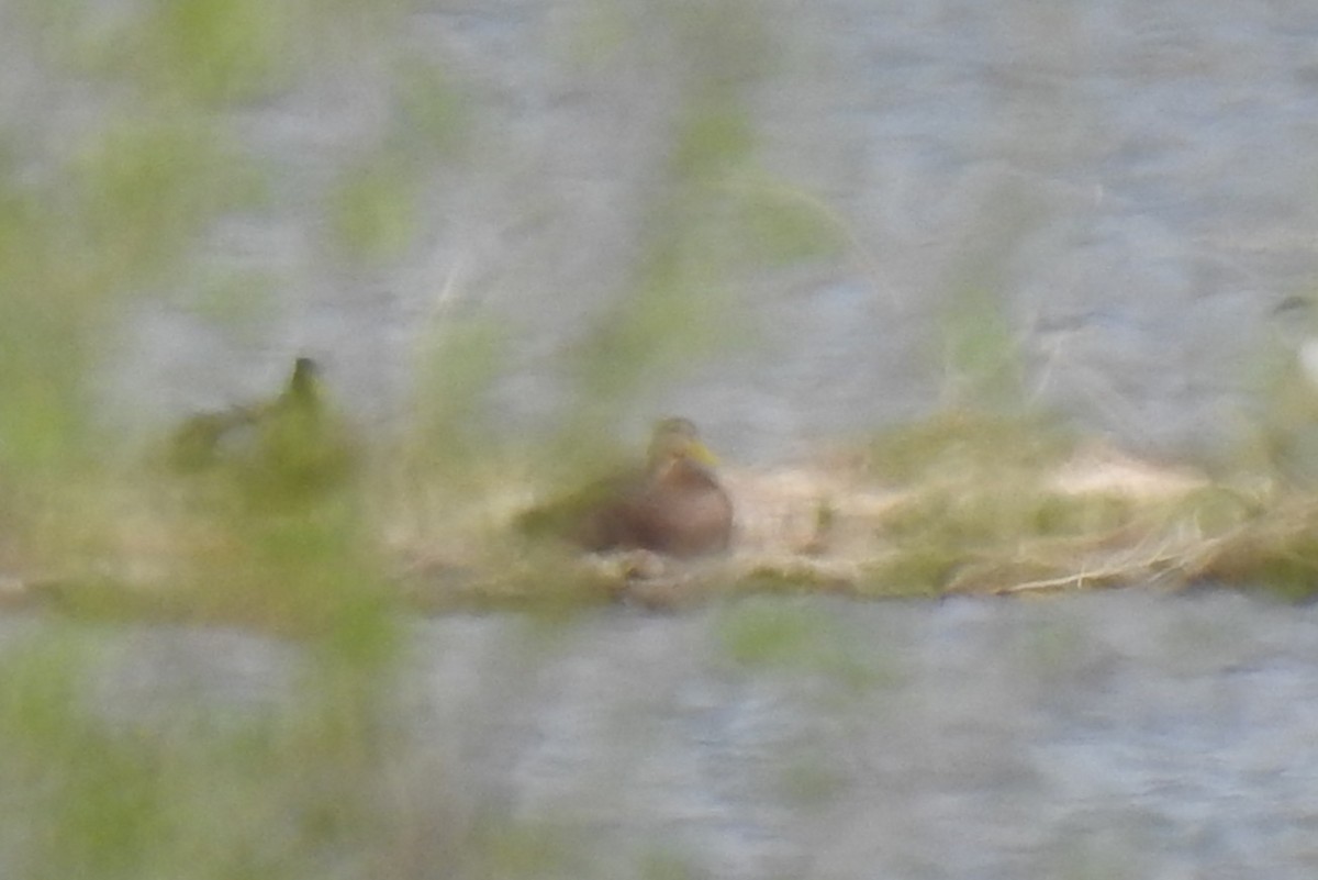 kachna mexická - ML648745588