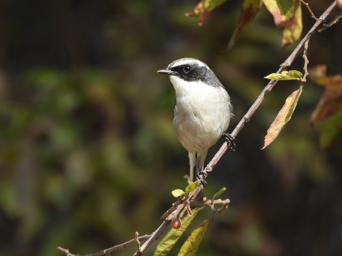 Gray Bushchat - ML648745768
