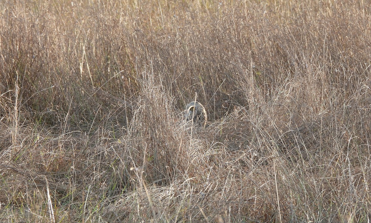 Short-eared Owl - ML648745885