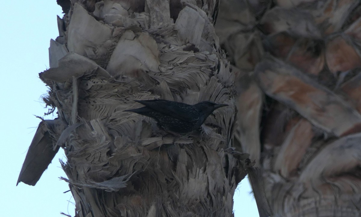 Spotless Starling - ML648746235