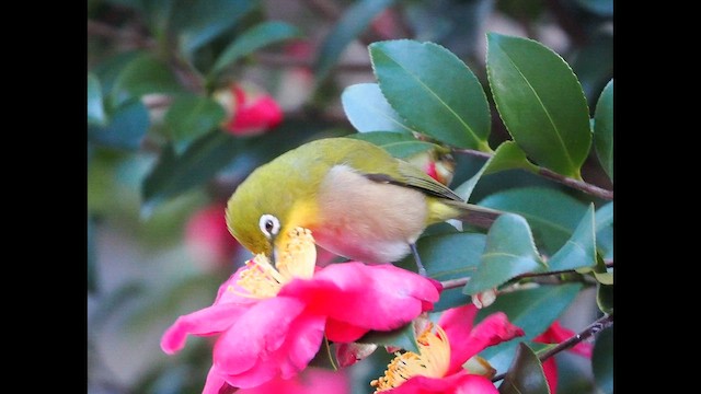 hagebrillefugl - ML648746332