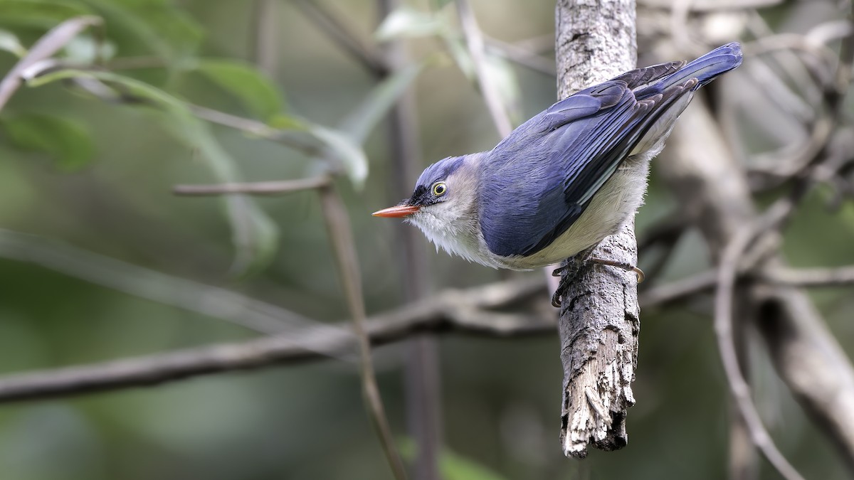 Velvet-fronted Nuthatch - ML648746352