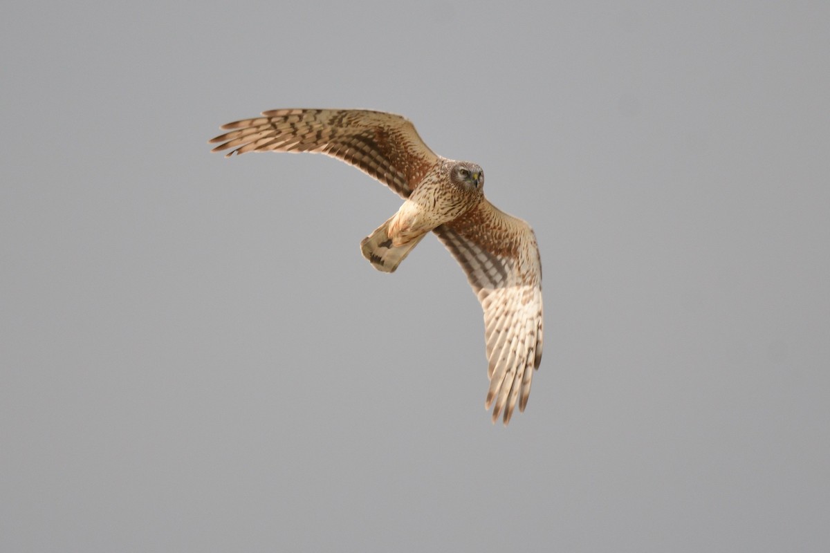 Aguilucho Pálido - ML648746503