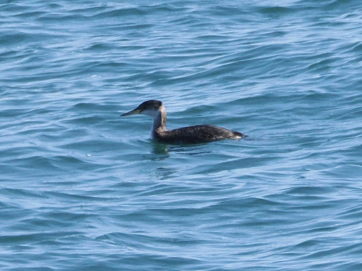 Somormujo Cuellirrojo - ML648746936