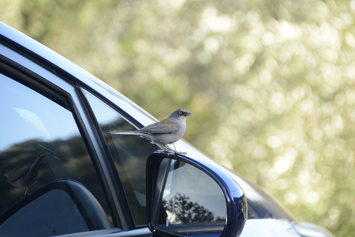 Yellow-eyed Junco - ML648747000