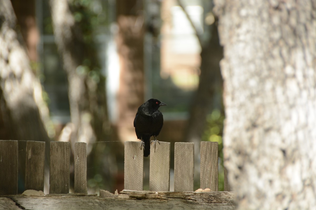 Bronzed Cowbird - ML648747005