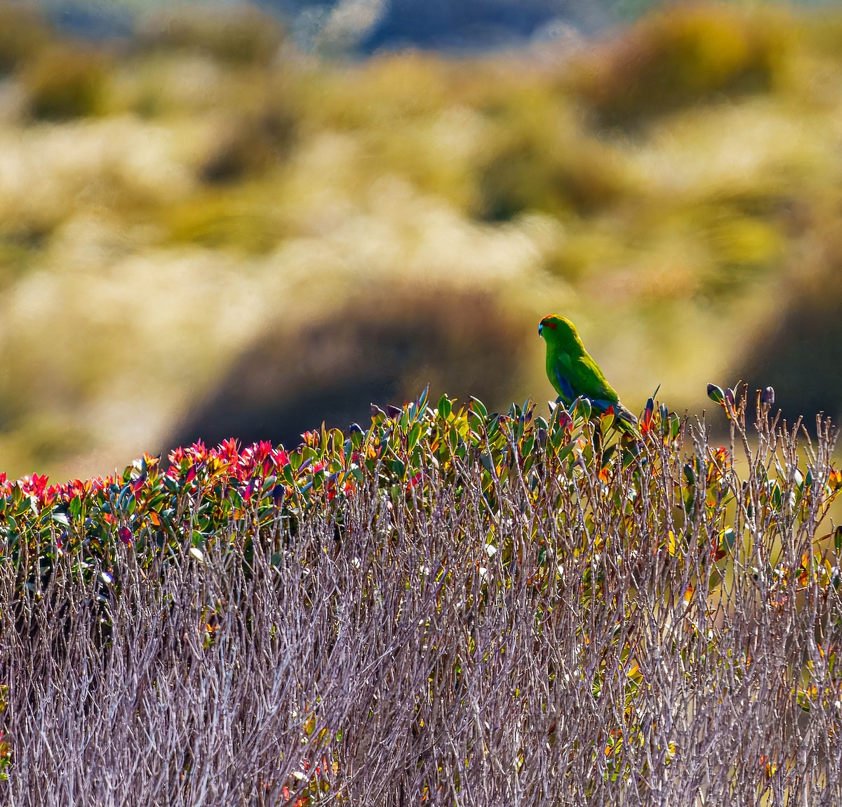 Red-crowned Parakeet - ML648747011