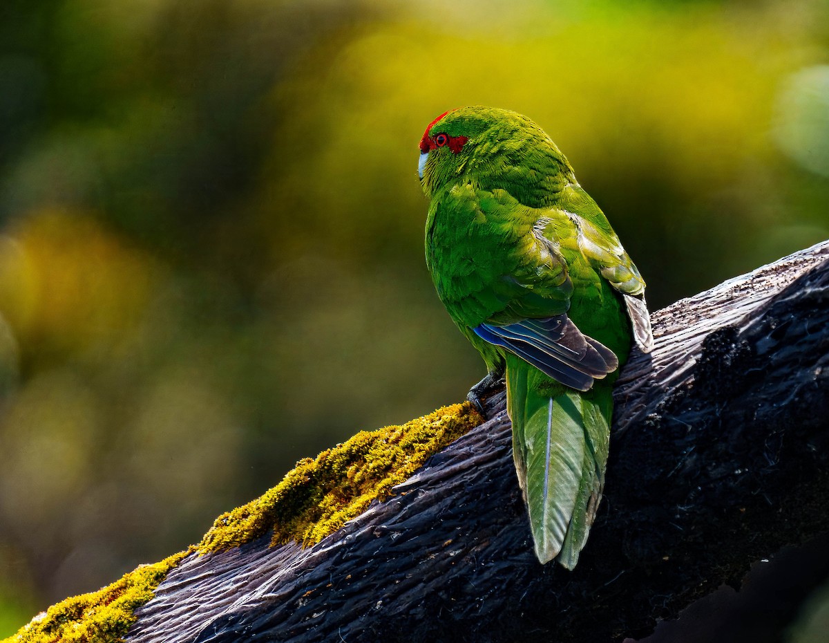 Red-crowned Parakeet - ML648747014