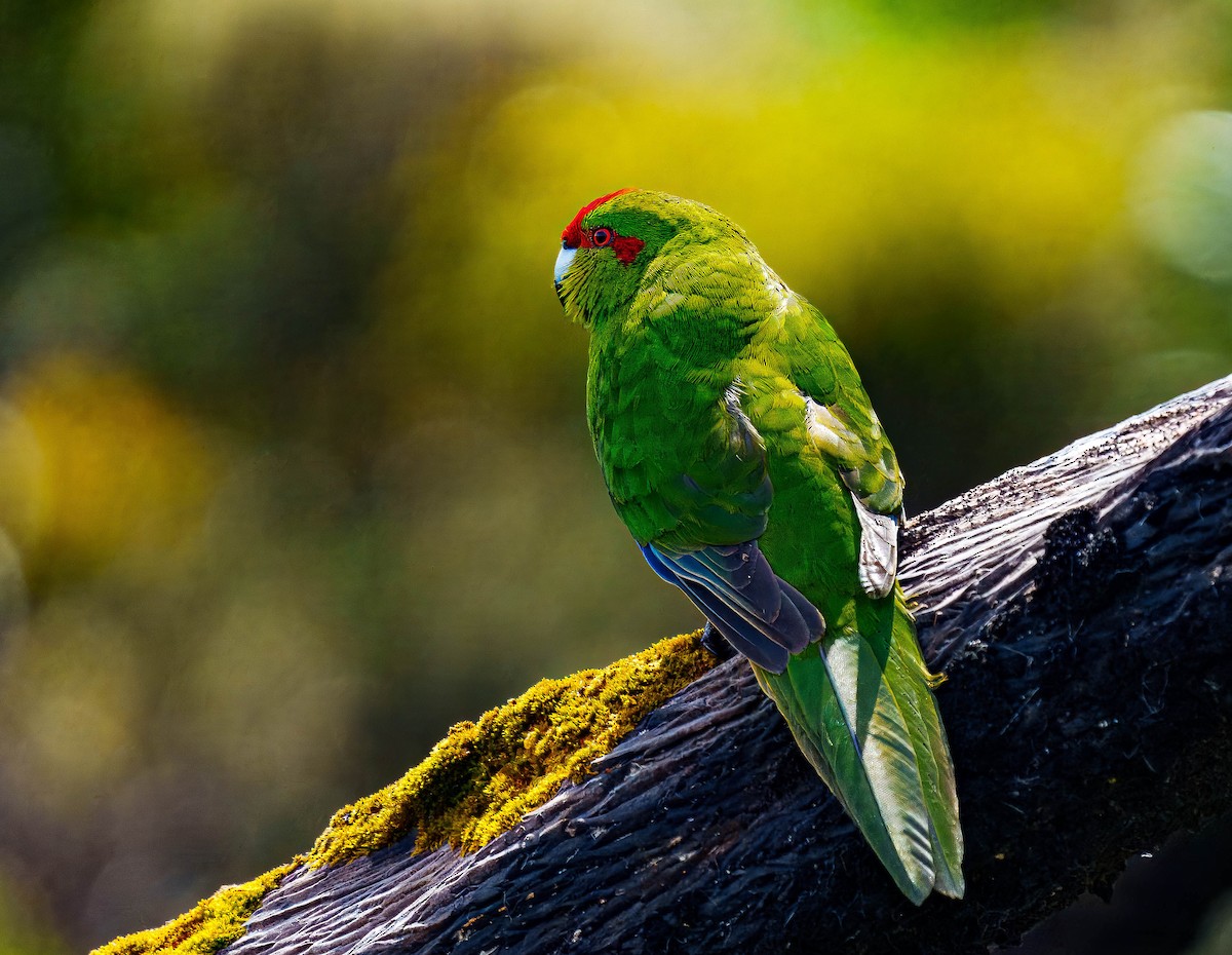 Red-crowned Parakeet - ML648747015