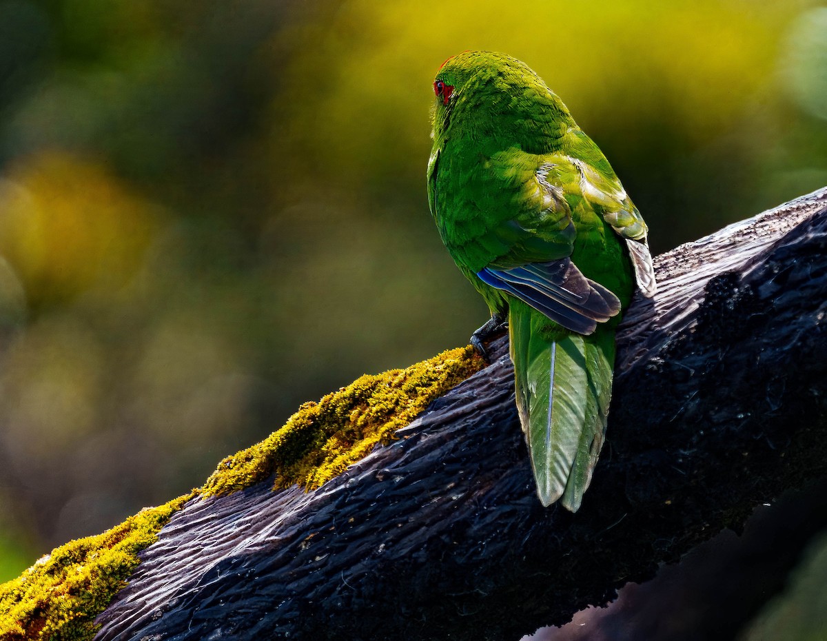 Red-crowned Parakeet - ML648747016
