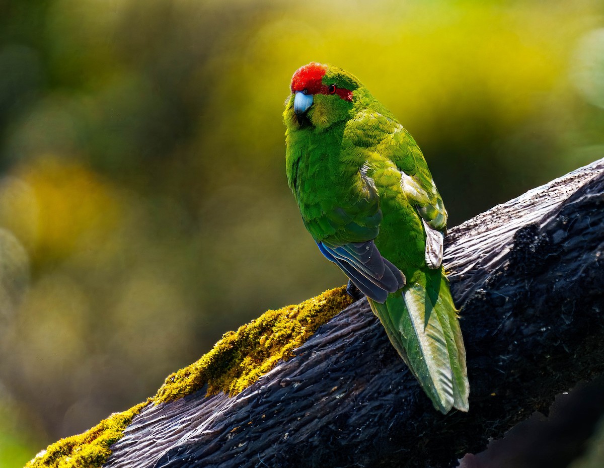 Red-crowned Parakeet - ML648747017