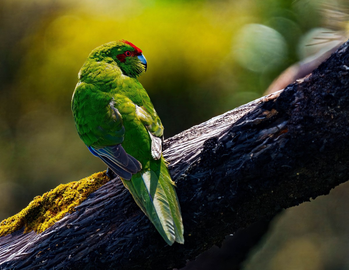 Red-crowned Parakeet - ML648747018