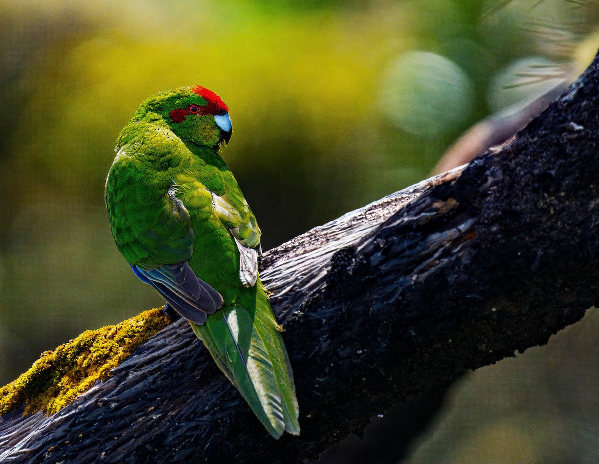 Red-crowned Parakeet - ML648747019