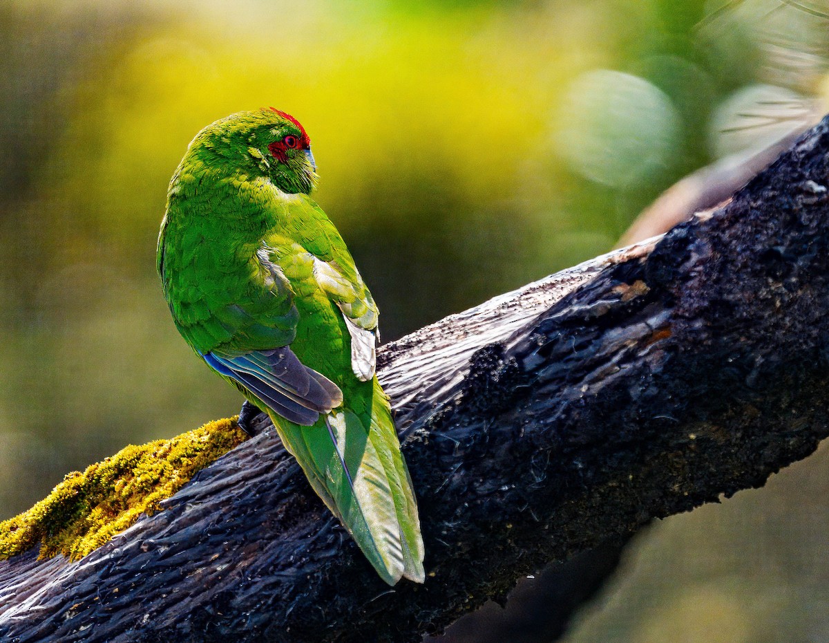 Red-crowned Parakeet - ML648747020