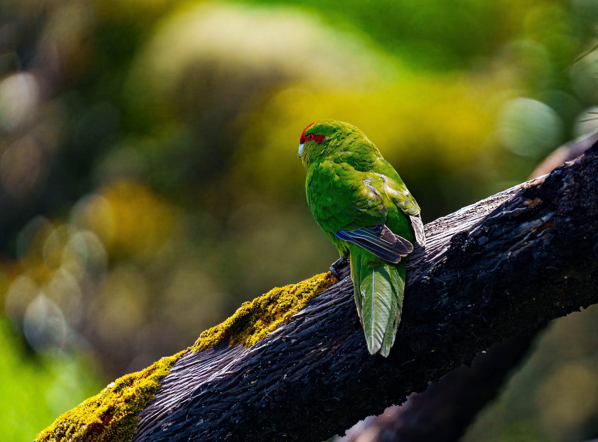 Red-crowned Parakeet - ML648747021