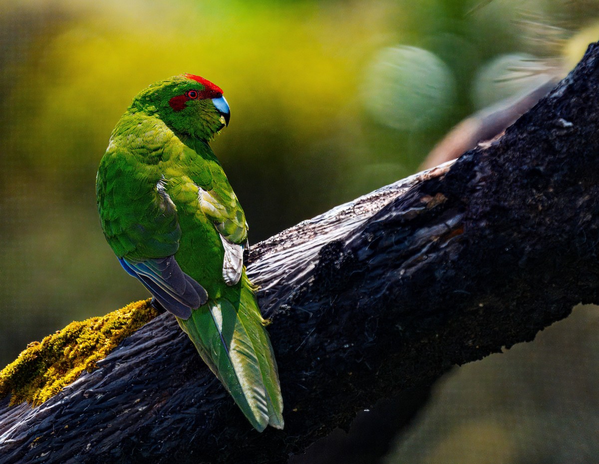 Red-crowned Parakeet - ML648747022