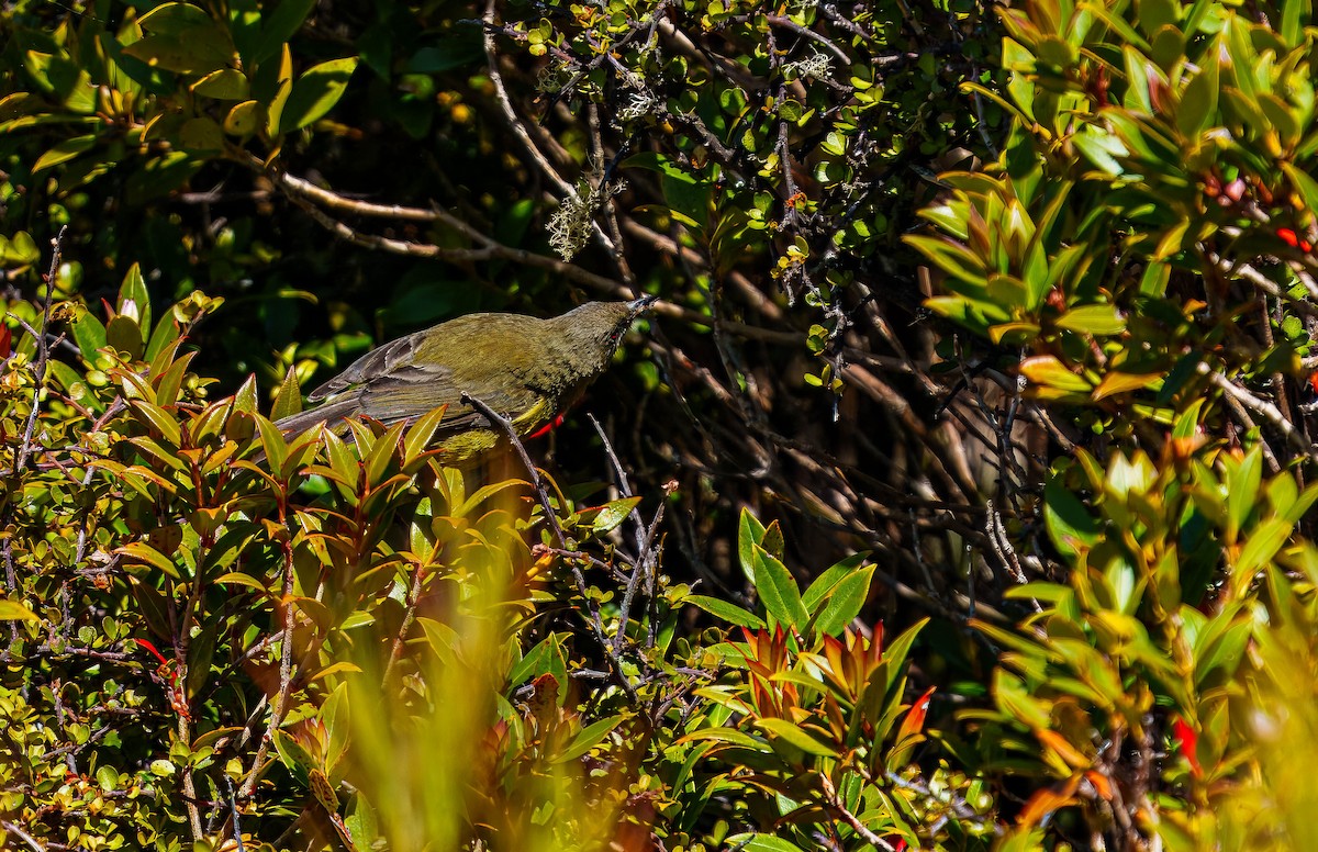 New Zealand Bellbird - ML648747037