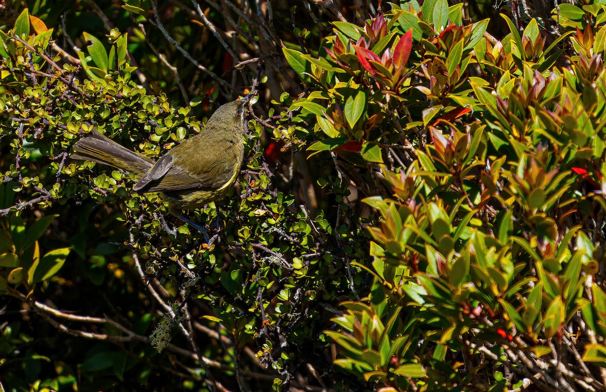 New Zealand Bellbird - ML648747038